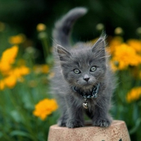kitty