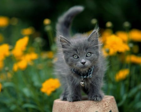 kitty - flowers, grey, kitty