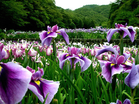 YAMAZAKI FLOWER - flowers, trees, chinoise, wide, purple, field