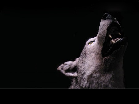 WOFL UNDER MOON LIGHT - wolf, close up