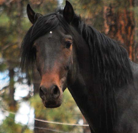 Pure Breed Spanish Horse