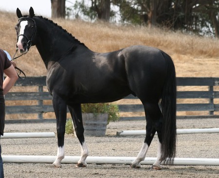 Gorgeous Hannoverian - horses, hannover, animals, german horse, sport horse, hannoverian horse, black