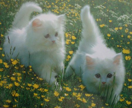 Twins - flowers, white, kittens, nature, cute, cats, grass, adorable