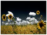 SUNFLOWER FIELD