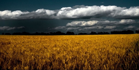 WHEAT FIELD - field, dark, wheat, clouds