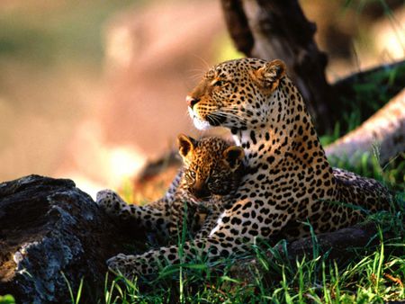 BABYSITTING - mother, cub, babysitting, african leopard