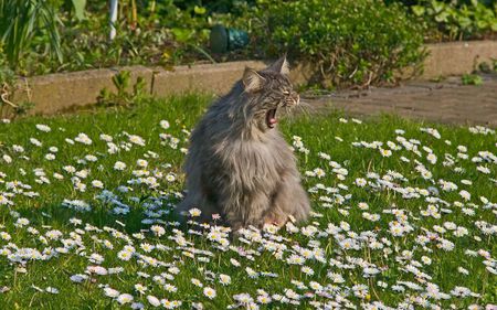 YAWN - yawns, flowers, cat, garden