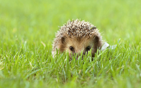 Hedgehog - hedgehog, animals