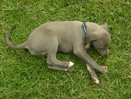 tired puppy - cute, puppy