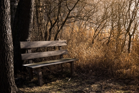 Bench in nature