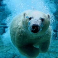 Polar bear diving