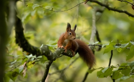 Squirrel - animal, green, squirrel, tree, veverita