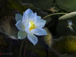 Lotus and dragonflies