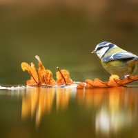 Blue Tit