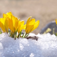 First spring flowers