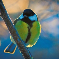 Blue tit