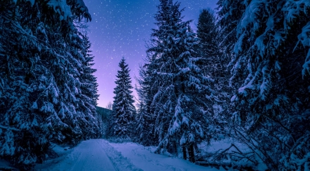 Dream sky - winter, starlight, landscape, scene, night, forest, dawn, nature, pine, sky, wallpaper