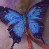 Butterfly