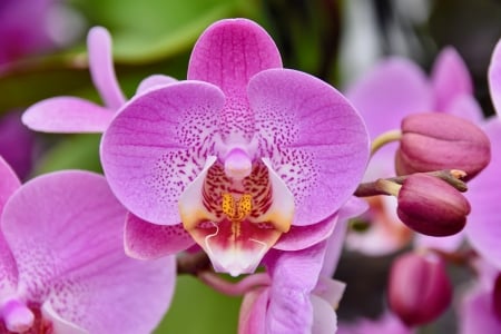 Pink orchid