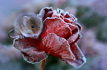 :) - winter, trandafir, year of the rat, mouse, ice, rodent, frozen, animal, red, iarna, rose, cute, soricel