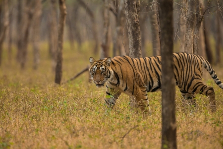 Tiger - animal, tigru, forest, tiger, tree, big cat