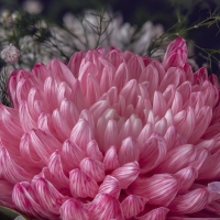 Chrysanthemum