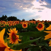 Sunflowers