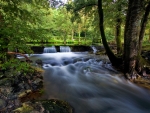 Forest waterfall