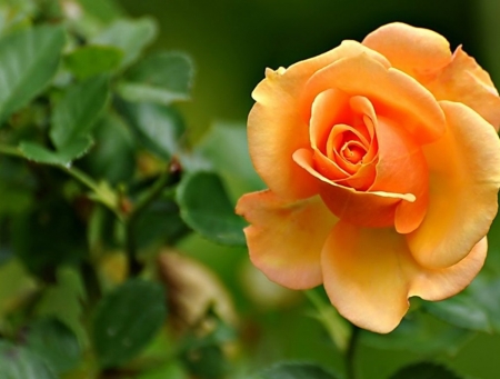 For You - rose, garden, orange, one