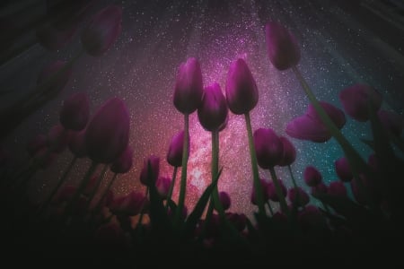 Tulips - night, flower, pink, stars, tulip, lalele, purple, view from down, sky