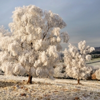 Trees in winter