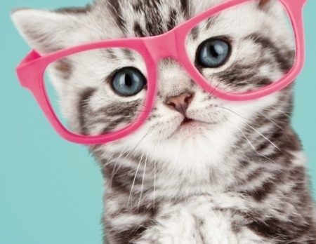 :) - blue, pink, cat, glasses, kitten, funny, pisici, face, ochelari