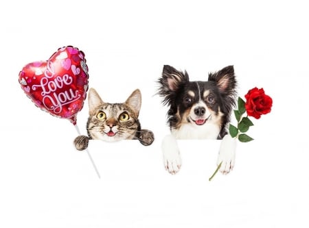 ♥ - heart, balloon, dog, flower, cat, white, animal, red, valentine, pisici, rose, cute, caine, mother, card, day