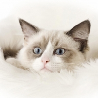 Ragdoll cat