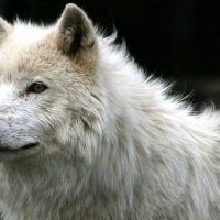 White wolf