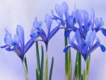 Irises