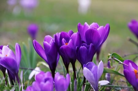 Purple crocus - flowers, purple, beautiful, spring, grass, freshness, crocus