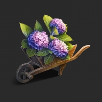Hydrangea