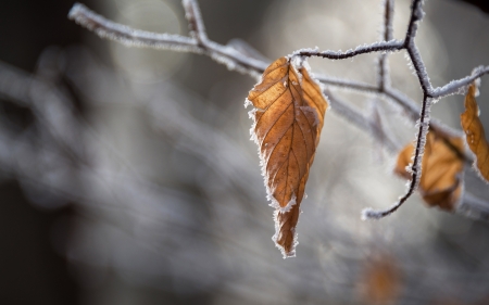 Frost on leaves