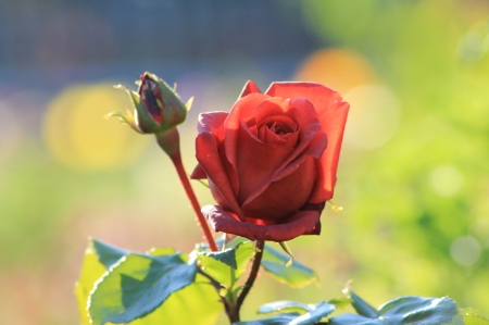 For You - rose, you, love, for
