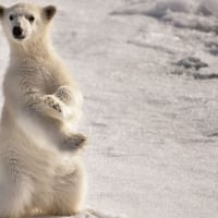 A young polar bear