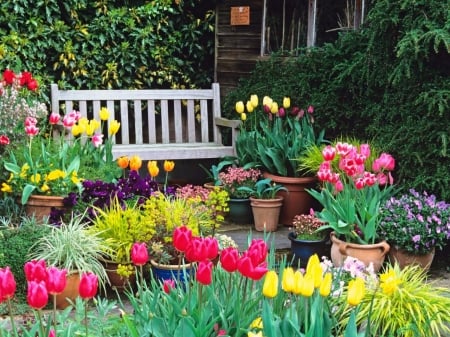 Spring Garden - pots, tulips, blossoms, plants, bench, colors