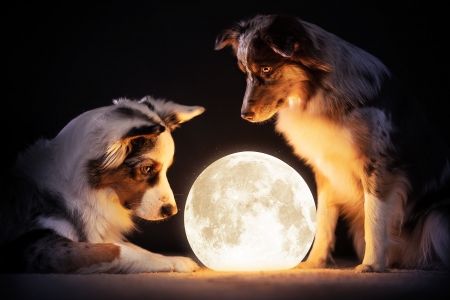 :) - moon, dog, night, light, animal, australian shepherd, cute, caine, couple, luna