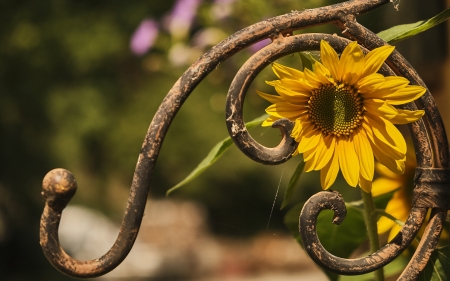 ♥ - summer, sunflower, flower, yellow