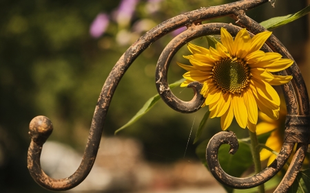 ♥ - yellow, flower, sunflower, summer