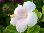 Hibiscus