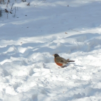 A Robin in the Snow