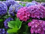 Hydrangea