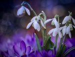 Snowdrops