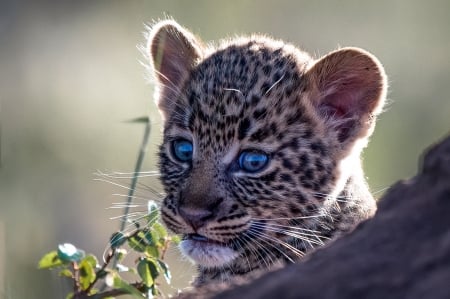 Leopard cub